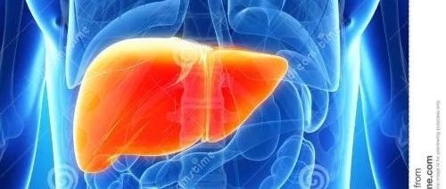 仿生微流控肝芯片研究進(jìn)展 仿生微流控肝芯片研究進(jìn)展