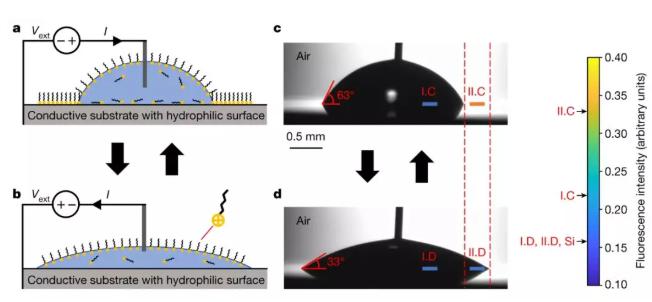 含有離子型表面活性劑的水滴在硅基片上收縮和鋪展,其接觸角隨直流電壓改變。 含有離子型表面活性劑的水滴在硅基片上收縮和鋪展,其接觸角隨直流電壓改變。