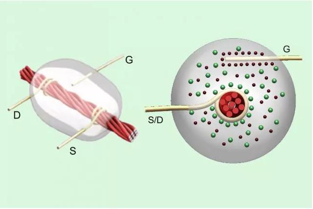 線基晶體管：碳納米管涂覆的亞麻線在源極（S）和漏極（D）金屬線之間攜帶電流，以響應柵極（G）檢測到的電壓。