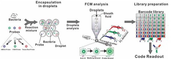 Figure 1.用于超復合細菌表型的SDwalker-Drop平臺的示意圖