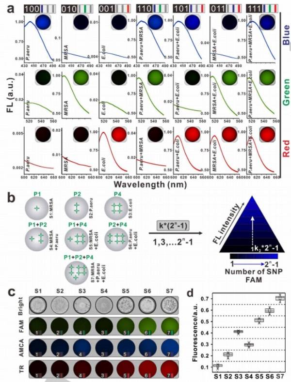 使用基于SDwalker-Drop的顏色或強度編碼條形碼對細菌進行多重分析