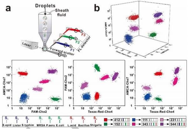 使用基于SDwalker-Drop的顏色和強度編碼條形碼進行實際樣品分析