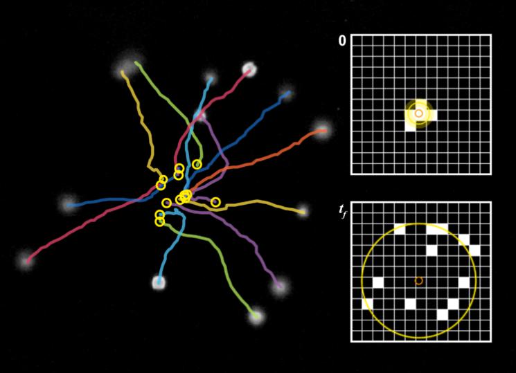 超聲波用于測(cè)量纖毛細(xì)胞的運(yùn)動(dòng)