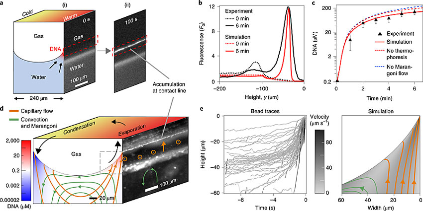 氣泡周圍的DNA分子發生了明顯的聚集。圖片來源：Nat. Chem.