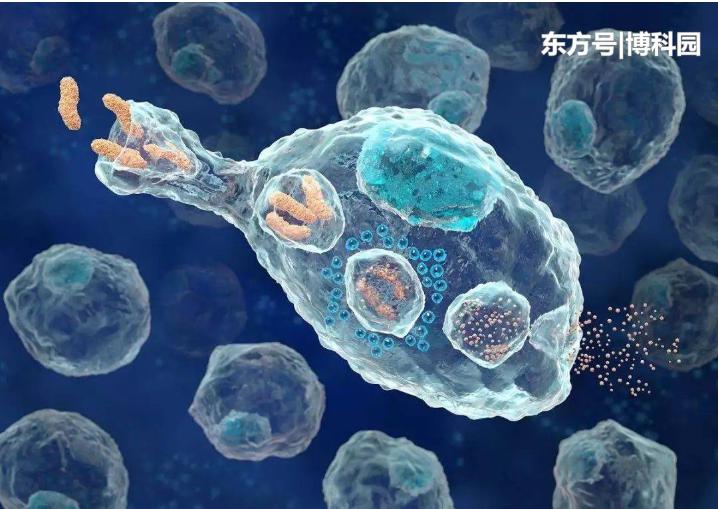 細胞在擁擠的細胞環境中移動得更快？