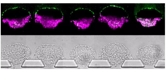 傅劍平實驗室研制的一套微流控裝置