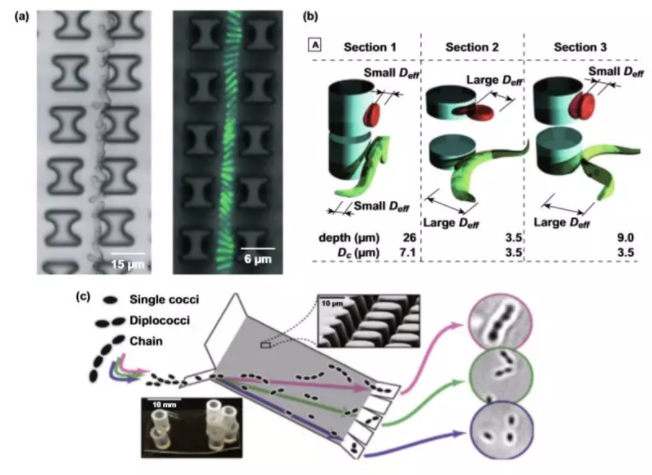 圖4 基于形態(tài)的DLD分離的應(yīng)用。