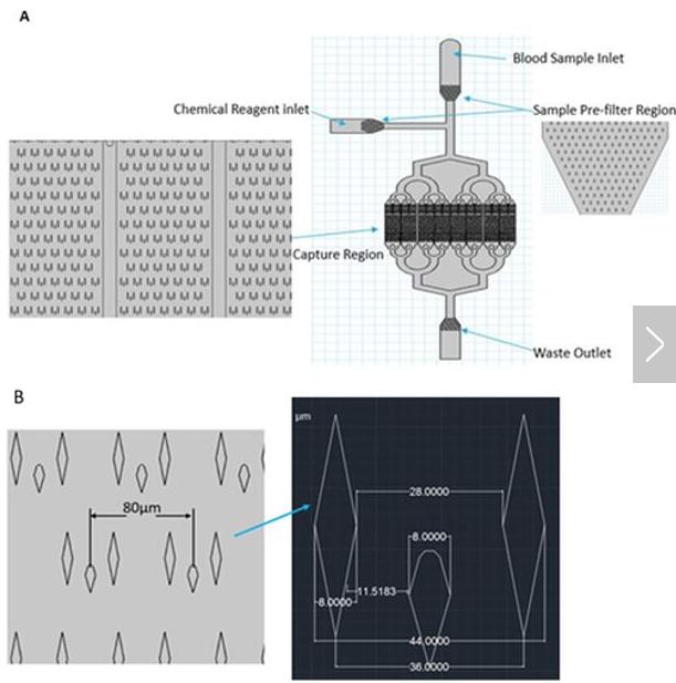 （A）微流控芯片的總體布局；（B）微柱的詳細尺寸