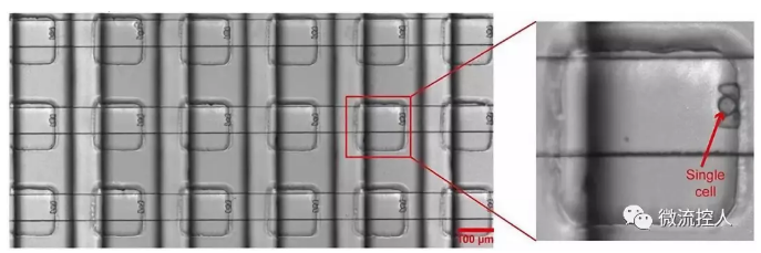 Science Advances 賓夕法尼亞州立大學(xué)研究人員開發(fā)出新型微流控設(shè)備可實(shí)現(xiàn)在數(shù)千個(gè)獨(dú)立活細(xì)胞上進(jìn)行藥物測(cè)試