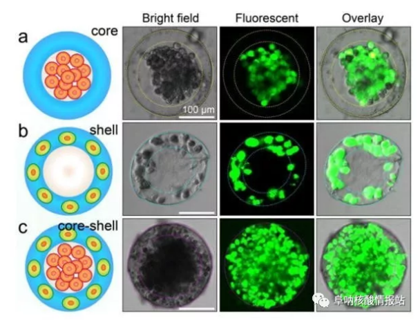 圖片4.png 圖3 3D核-殼支架中不同細胞的空間組裝a) 凝膠殼將HepG2細胞限制在核心中。b)通過交聯的藻酸鹽網絡固定在殼中的NIH-3T3成纖維細胞。c) 肝細胞在核心中同時組裝,在殼中成纖維細胞同時組裝,形成一滴人造肝臟。(比例尺100μm,細胞活力通過鈣黃綠素AM /EthD-1染色試劑盒進行表征。) 圖片4.png 圖3 3D核-殼支架中不同細胞的空間組裝a) 凝膠殼將HepG2細胞限制在核心中。b)通過交聯的藻酸鹽網絡固定在殼中的NIH-3T3成纖維細胞。c) 肝細胞在核心中同時組裝,在殼中成纖維細胞同時組裝,形成一滴人造肝臟。(比例尺100μm,細胞活力通過鈣黃綠素AM /EthD-1染色試劑盒進行表征。)