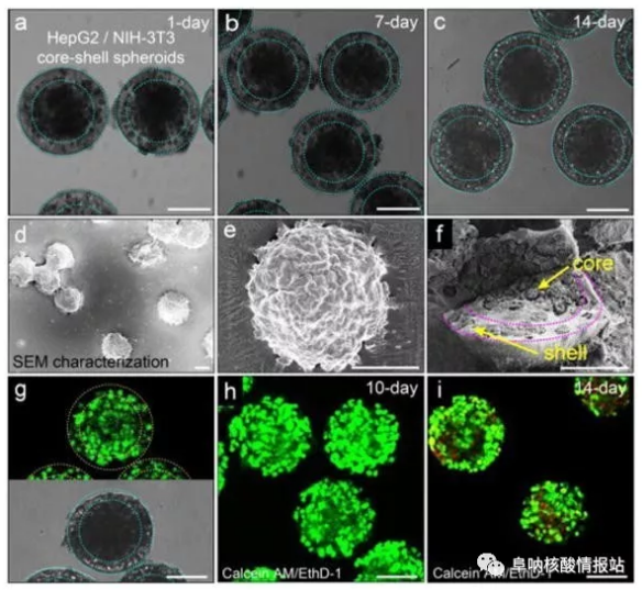 圖片5.png 圖4 在核-殼球體中共培養肝細胞和成纖維細胞。a-c) 肝細胞在核心和殼中的成纖維細胞分別共培養1天,7天和14天。隨著時間的推移,保持其球形形態。d-e)SEM圖像。f) 在核-殼結構中空間受限的細胞集合。g)在-80℃下凍兩周然后在37℃下融化之后,封裝在球狀體中的細胞的高存活力。h)封裝在球體中的細胞共培養10天顯示出高細胞活力。i)培養14天的細胞的活力略有下降。 圖片5.png 圖4 在核-殼球體中共培養肝細胞和成纖維細胞。a-c) 肝細胞在核心和殼中的成纖維細胞分別共培養1天,7天和14天。隨著時間的推移,保持其球形形態。d-e)SEM圖像。f) 在核-殼結構中空間受限的細胞集合。g)在-80℃下凍兩周然后在37℃下融化之后,封裝在球狀體中的細胞的高存活力。h)封裝在球體中的細胞共培養10天顯示出高細胞活力。i)培養14天的細胞的活力略有下降。