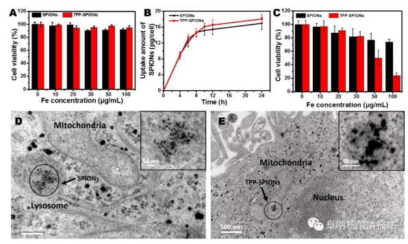 圖片10.png 圖9 TPP-磁珠對肝癌細胞生存的影響 圖片10.png 圖9 TPP-磁珠對肝癌細胞生存的影響