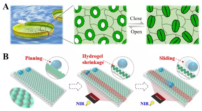 圖1 受植物刺激響應(yīng)性氣孔啟發(fā)的可編程浸潤性陣列用于液滴操控的示意圖