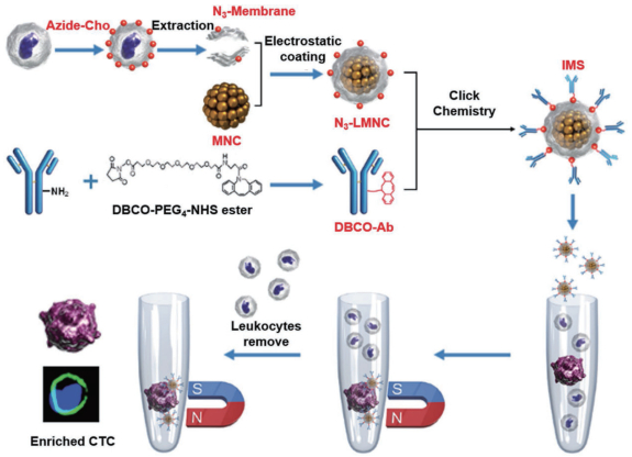 圖 2 免疫磁小體（IMSs）的構建和CTC富集過程[48]