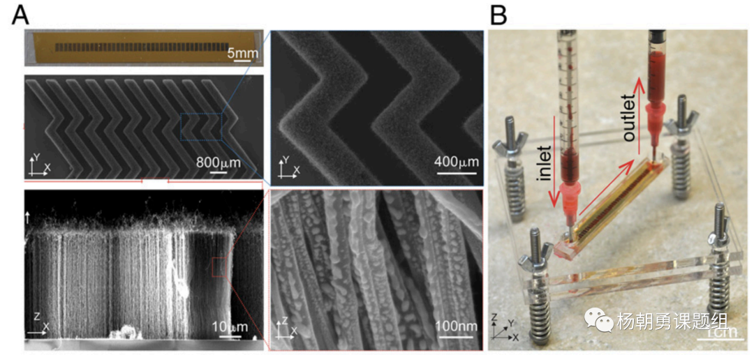 圖1 VIRRION平臺內部具有精準可控的碳納米管陣列結構，用于通過尺寸捕獲樣品中的病毒。毫米級的芯片通道可以保證在處理樣品時具有足夠的通量