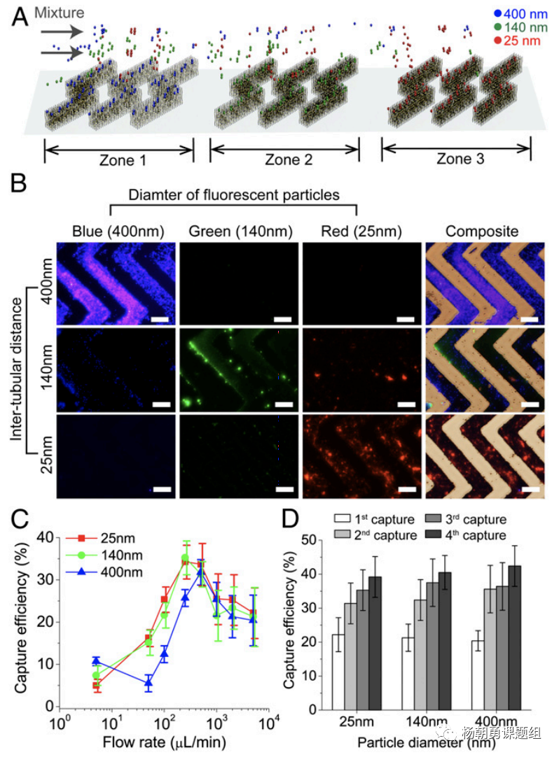 圖3 不同納米熒光粒子在芯片內被捕獲。納米粒子按照其尺寸，在相對應的區域所捕獲，從而達到分離不同尺寸納米粒子的作用