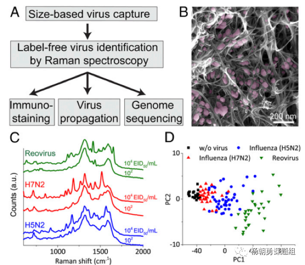 圖4&nbsp;&nbsp;三種病毒建立拉曼數據庫及病毒聚類分析