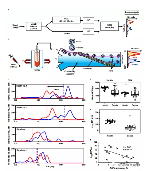 圖3 IDS法鑒定敗血癥患者和健康人血液中PMN的等電位