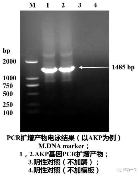 聚合酶鏈式反應的結果 聚合酶鏈式反應的結果