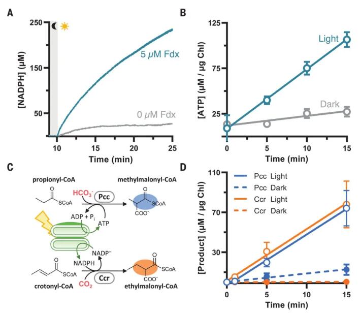 圖1. 光催化輔酶產生