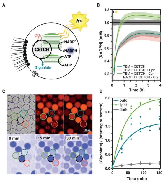 圖4. 用版本為7.0的CETCH監測光驅動CO2的連續固定并轉化為有機酸的過程