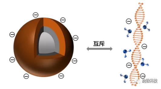 磁珠如何與核酸結合，實現提取功能？