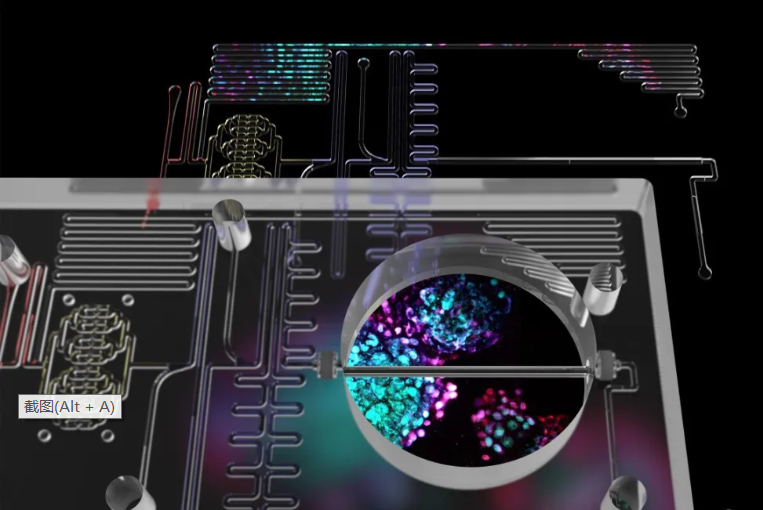 利用微流控技術篩選胰島素生成細胞 利用微流控技術篩選胰島素生成細胞