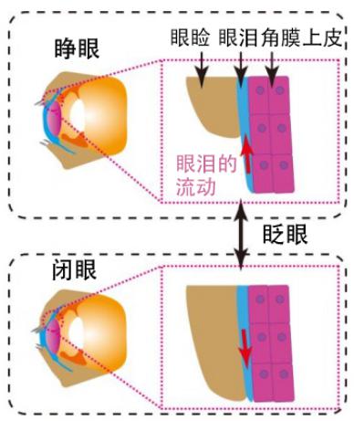 圖2：此次研究再現(xiàn)的人角膜結(jié)構(gòu)和眨眼時(shí)的眼淚運(yùn)動(dòng)