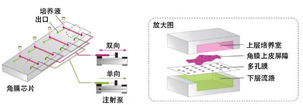 圖3：此次研究開發(fā)的“角膜芯片”概念圖