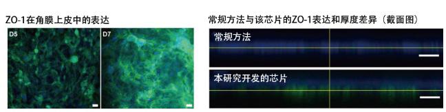 圖5：在角膜芯片內(nèi)培養(yǎng)的角膜上皮細(xì)胞的ZO-1蛋白質(zhì)（綠色）表達(dá)。角膜發(fā)揮作用需要ZO-1