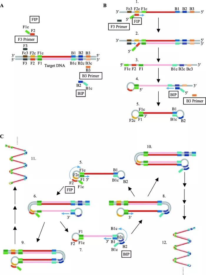 圖2   環(huán)介導等溫擴增原理