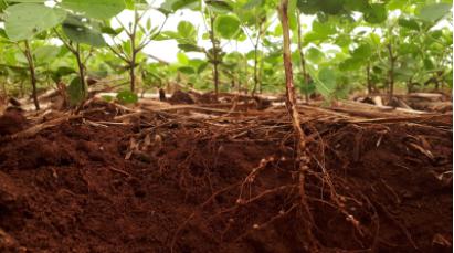 使用新設計的微流控裝置以互利的方式獲得有關植物根與土壤微生物相互作用 使用新設計的微流控裝置以互利的方式獲得有關植物根與土壤微生物相互作用