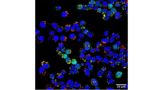 1754895331516170.png image.png